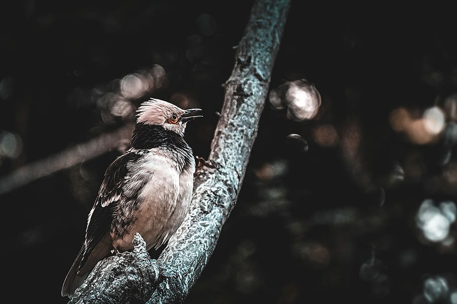 selective focus photography of brown and black sparrow on tree trunk, selective focus photo of brown and gray passerine bird perching on branch of tree HD wallpaper