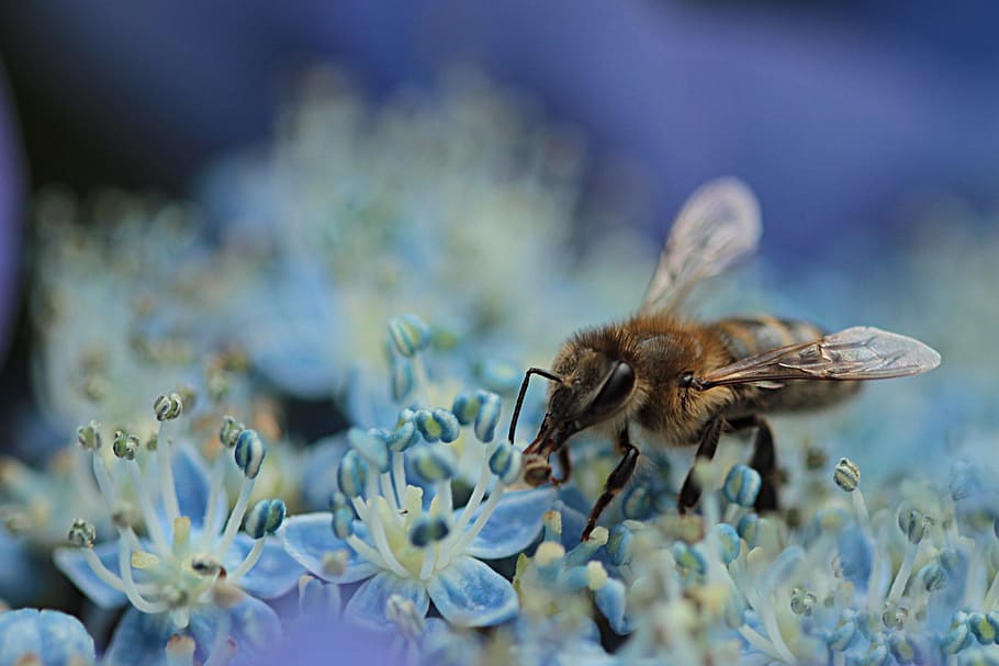 shallow focus photography of honey bee perched on white flowers HD wallpaper