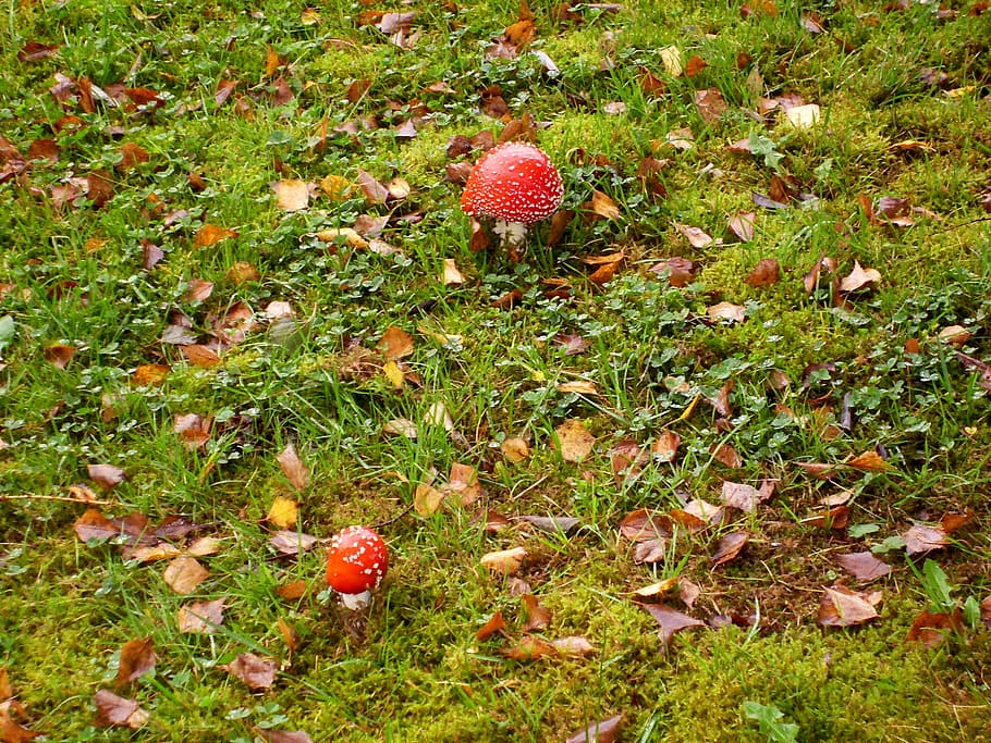 mushrooms, fly agaric, meadow, plant, growth, land, fungus HD wallpaper