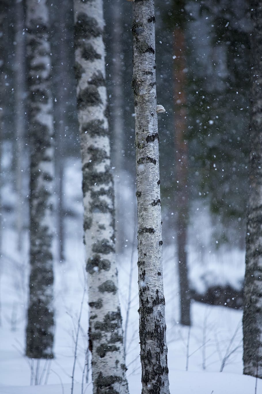 tree, winter, frame, snow, frost, finnish, forest, cold, nature HD wallpaper
