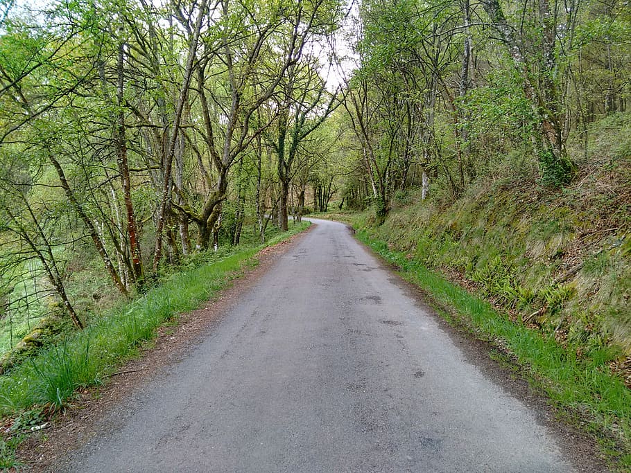 Road, Spring, Trees, the way forward, diminishing perspective HD wallpaper