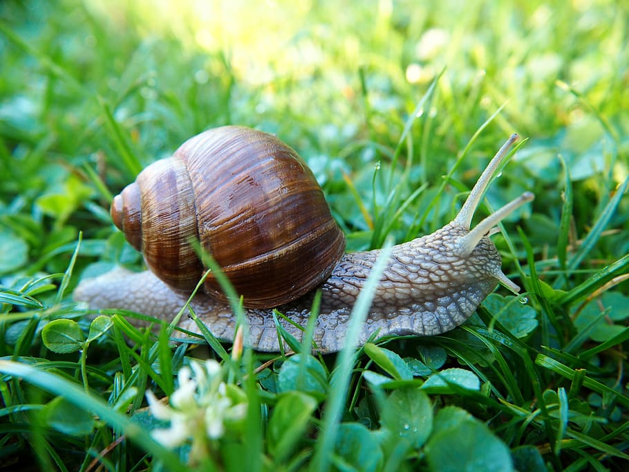snail, shell, snail shells, nature, molluscs, reptiles, housing HD wallpaper