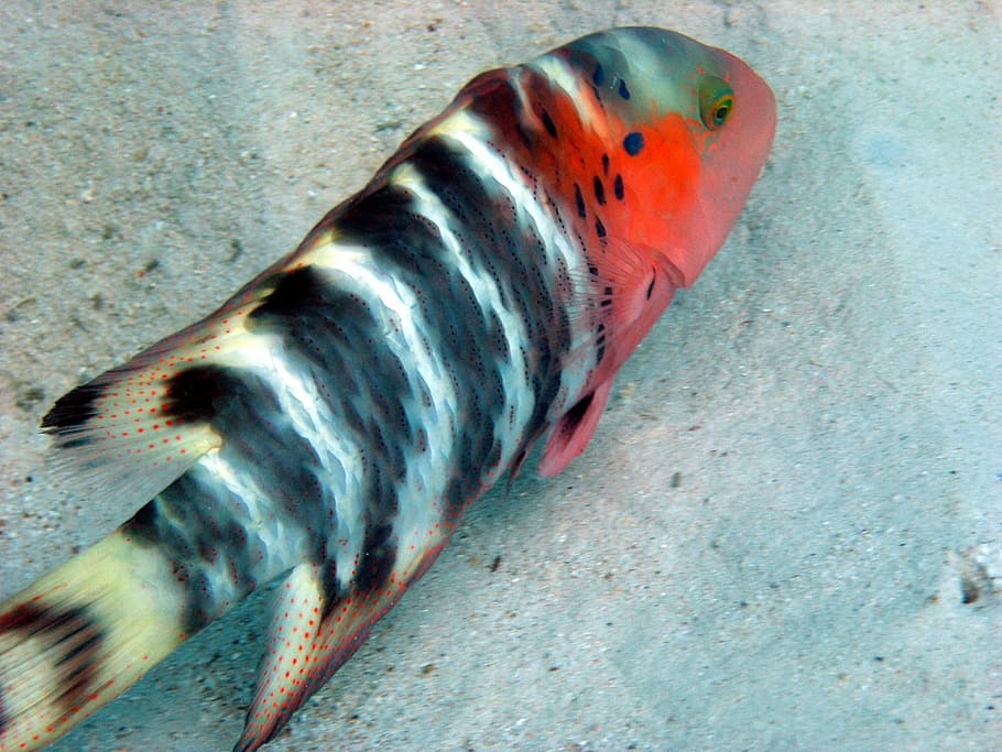 fish, tropical, diving, ocean, sea, bottom, sand, metal, no people HD wallpaper
