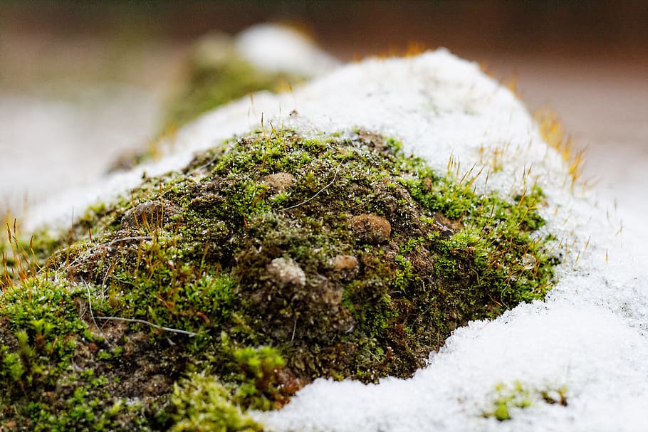 moss, snow, winter, ice, cold, season, outdoors, vegetation HD wallpaper