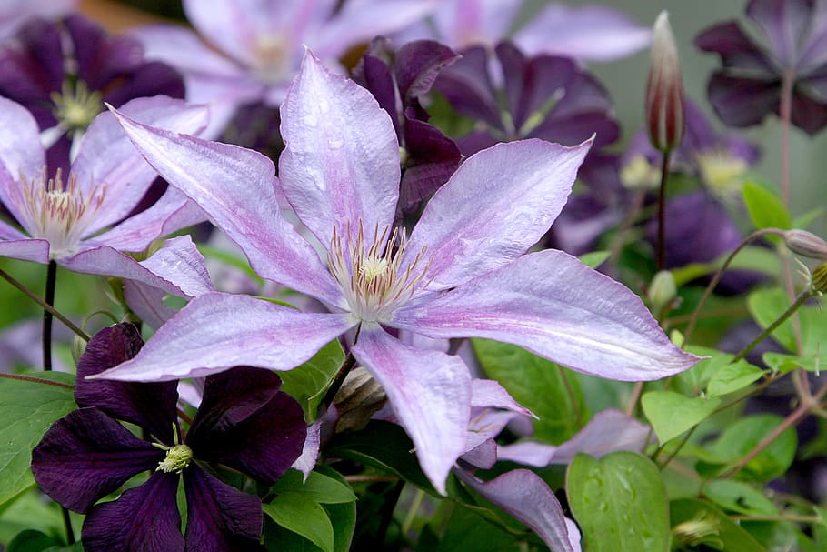purple petaled flower selective focus photography, clematis, vine, HD wallpaper