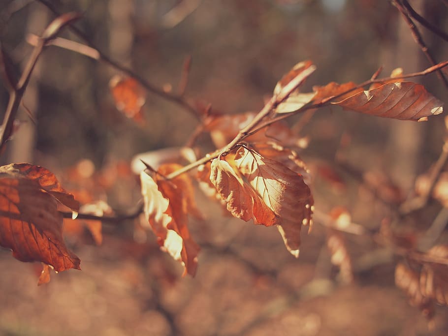 selective focus photo of brown leaves, macro, shot, dried, trees HD wallpaper