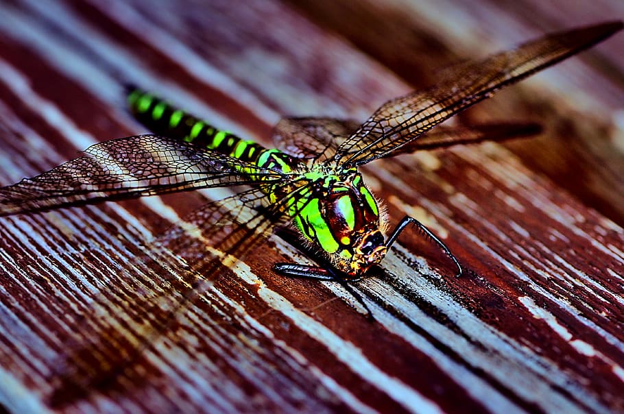 dragonfly, insect, close, creature, macro photography, green dragonfly HD wallpaper