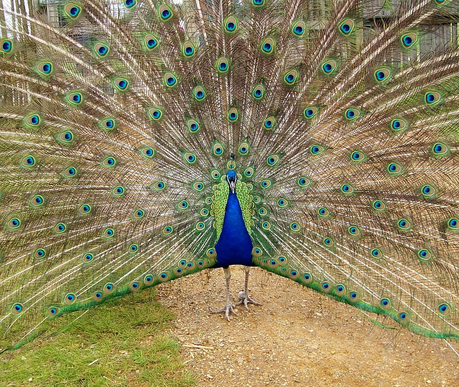 peacock, bird, blue, feather, nature, animal, pattern, green, HD wallpaper