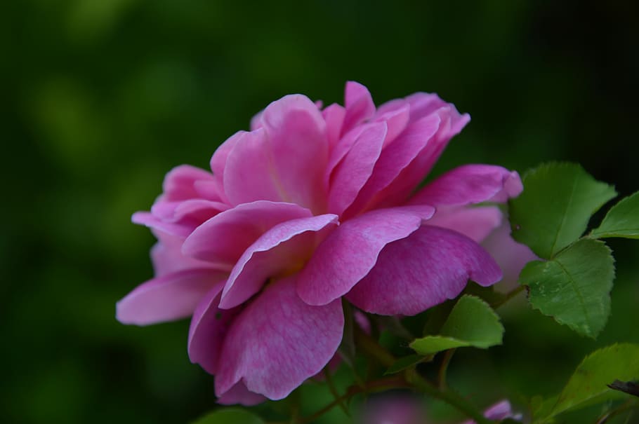 plant, flower, flowering plant, beauty in nature, freshness HD wallpaper