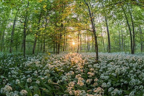 white petaled flowers near green trees under golden hour, forest HD wallpaper