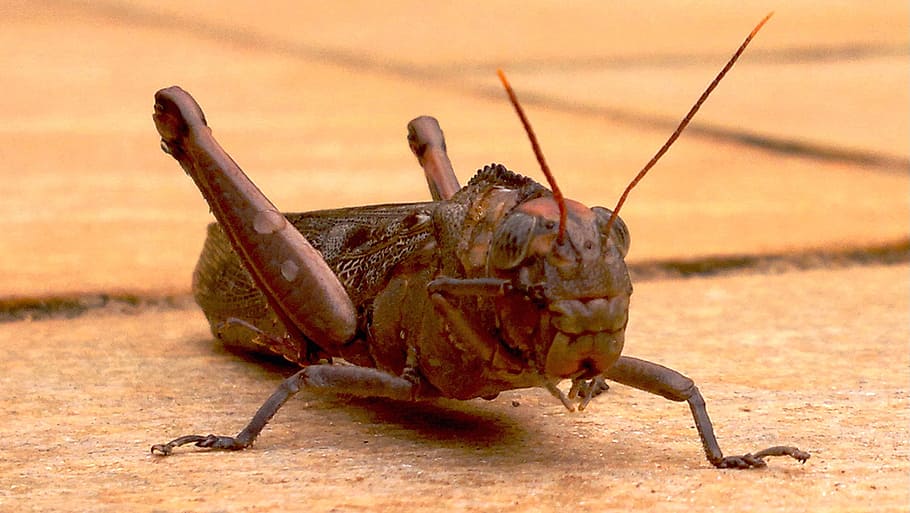 Front, Cricket, Insects, Antennas, wing, wildlife, bug, small HD wallpaper
