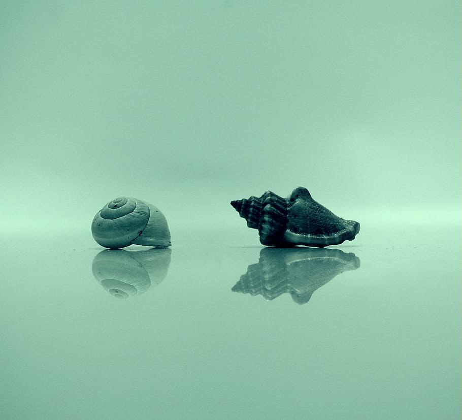 wellness, rest, spa, shell, still life, no people, indoors HD wallpaper