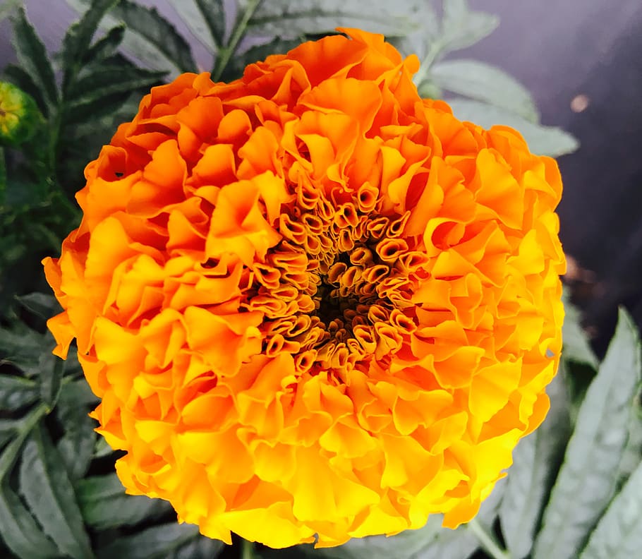 flower, orange, garden, flowering plant, fragility, petal, flower head HD wallpaper