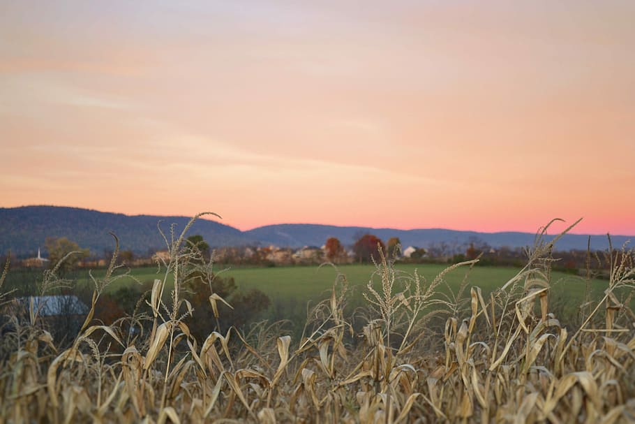 low-angle photography on town at sunset, nature, sky, landscape HD wallpaper