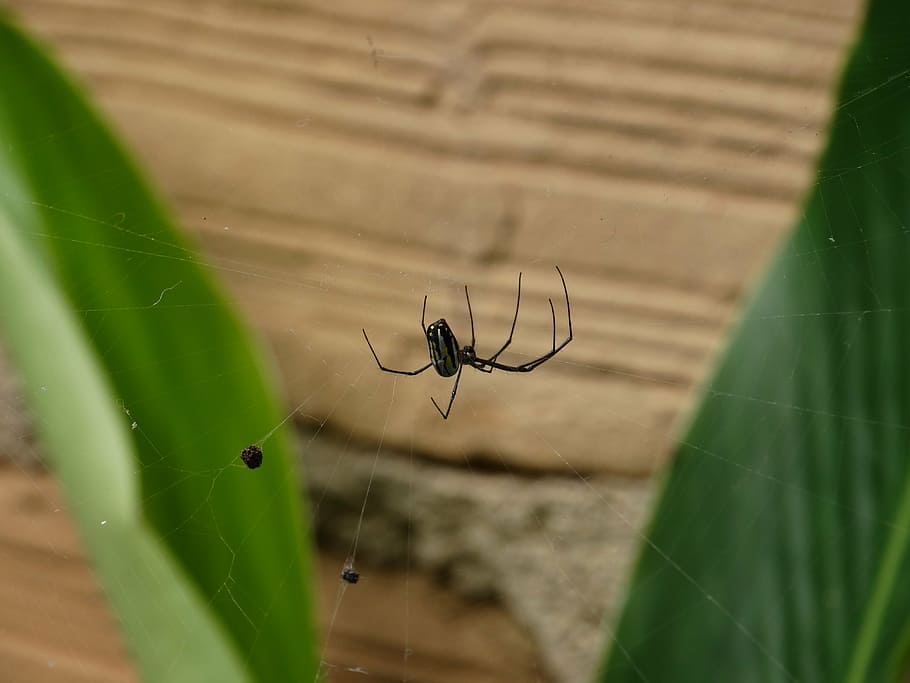 spider, nature, animal, insect, invertebrate, arachnid, spider web HD wallpaper