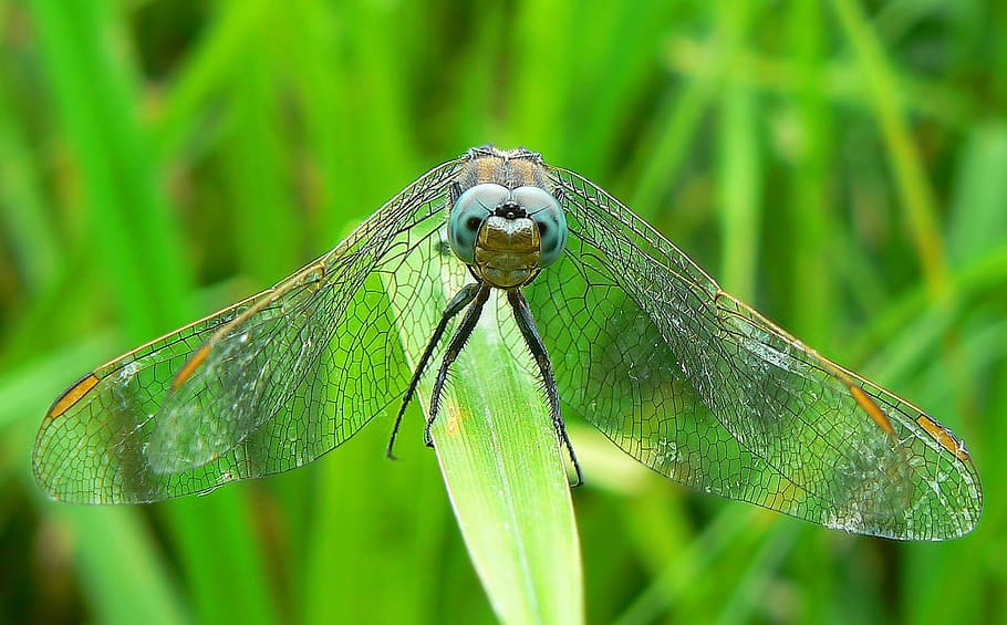 nature, grass, insect, leaf, flora, animal wildlife, animal themes HD wallpaper