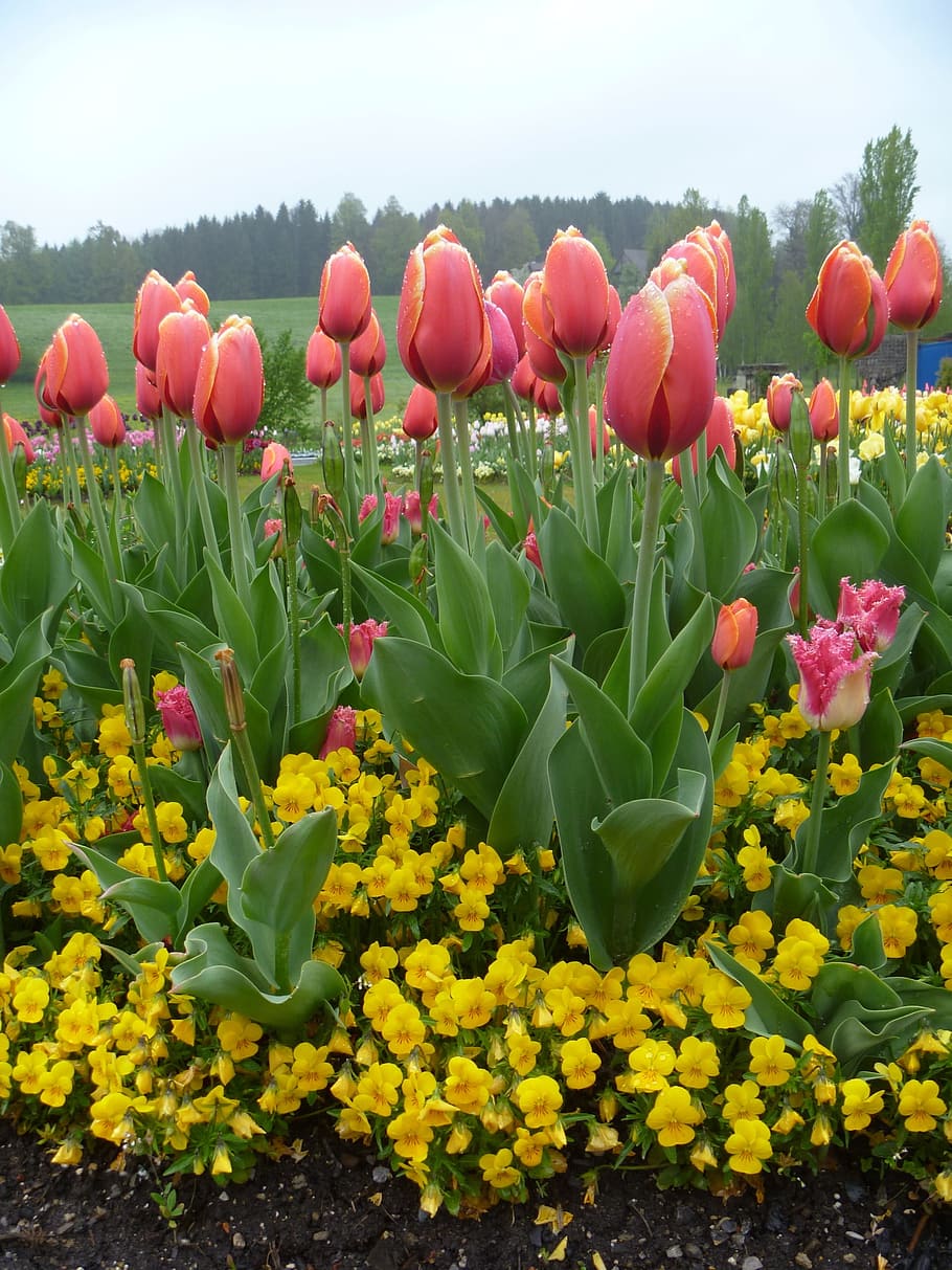 Tulip, Flower, Spring, Yellow, red, garden, switzerland, luzern, HD wallpaper