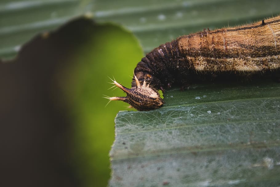 marco photography of brown worm, brown and black larva on green leaf HD wallpaper