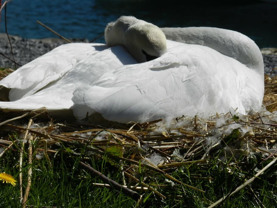 swan, sheltering, spring, bird, nature, animal, white, white color HD wallpaper
