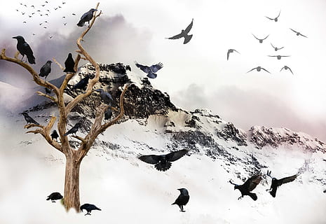 black birds on bare tree under white sky at daytime, Crows HD wallpaper