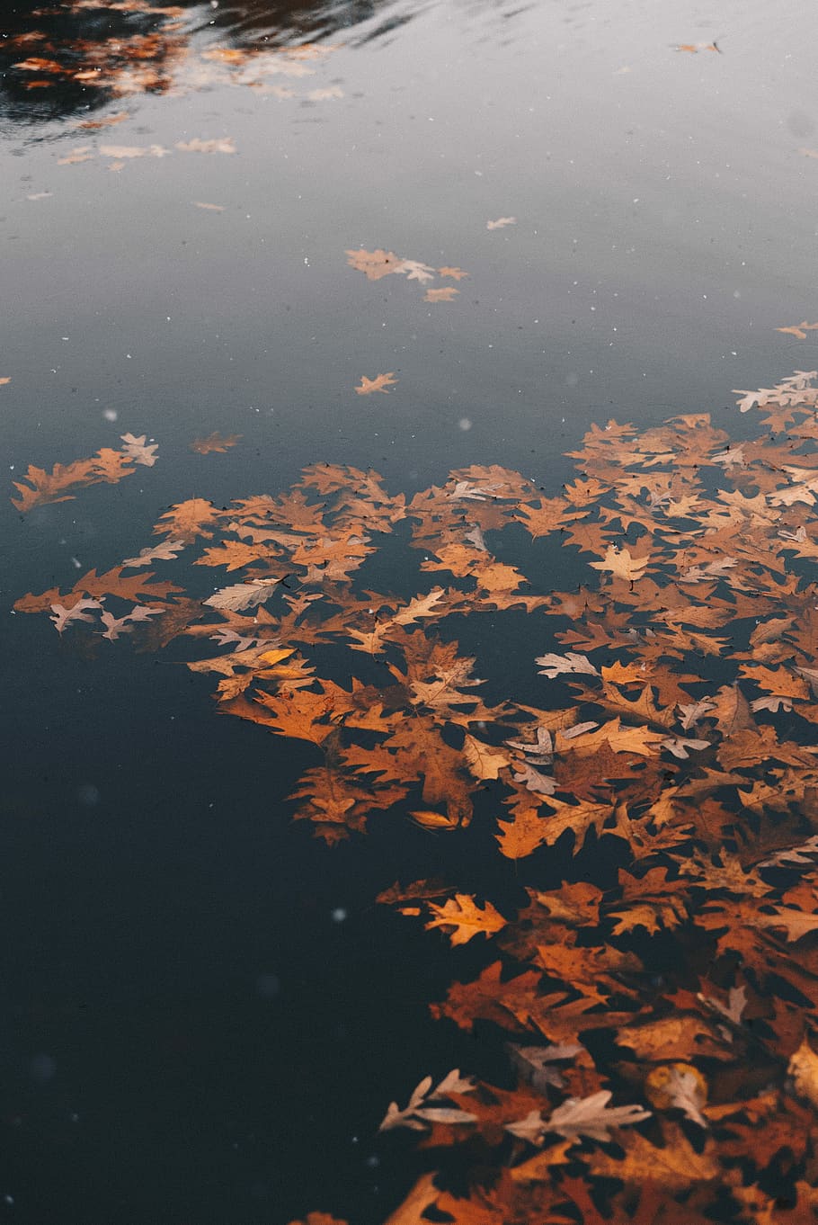 brown withered leaves on water at daytime, dried leaves on body of water HD wallpaper