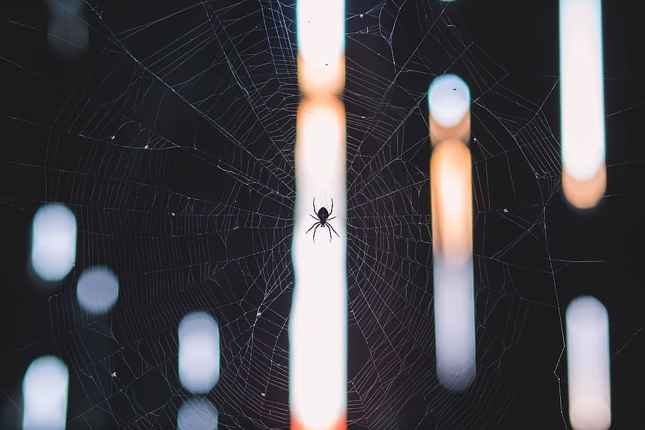 spider, web, insect, arachnid, animal themes, arthropod, one animal HD wallpaper