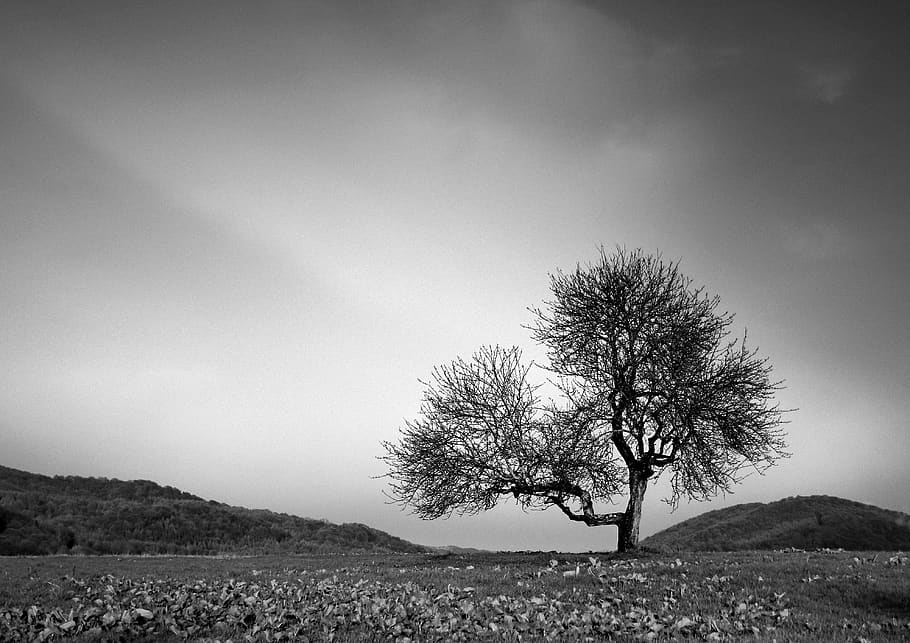 tree, loneliness, landscape, sadness, lonely, mood, figure, HD wallpaper