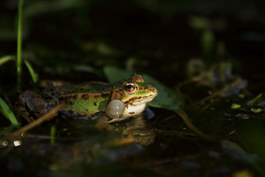 frog, green, wild, pond, animal themes, one animal, vertebrate HD wallpaper