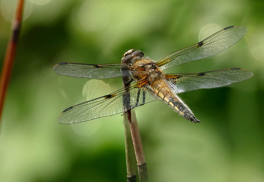 insect, dragonfly, four patch, close, one animal, animal themes HD wallpaper