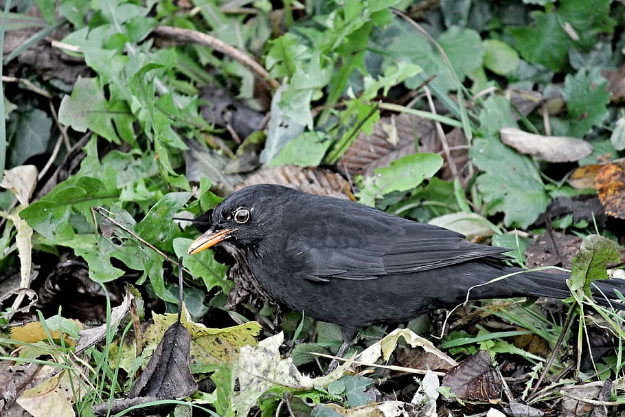 blackbird, songbird, camouflage, leaves, nature, animal, black bird, HD wallpaper