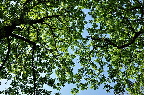 worm's eye view of trees, greenery, leaves, leafy, branches HD wallpaper