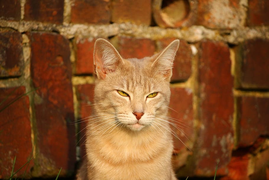 cat, mieze, kitten, mackerel, breed cat, brick, cat's eyes HD wallpaper