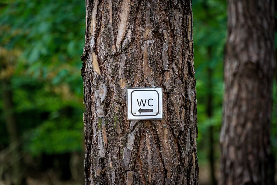 Wc, Forest, Shield, Tree, Call Of Nature, need, outdoor, wood HD wallpaper