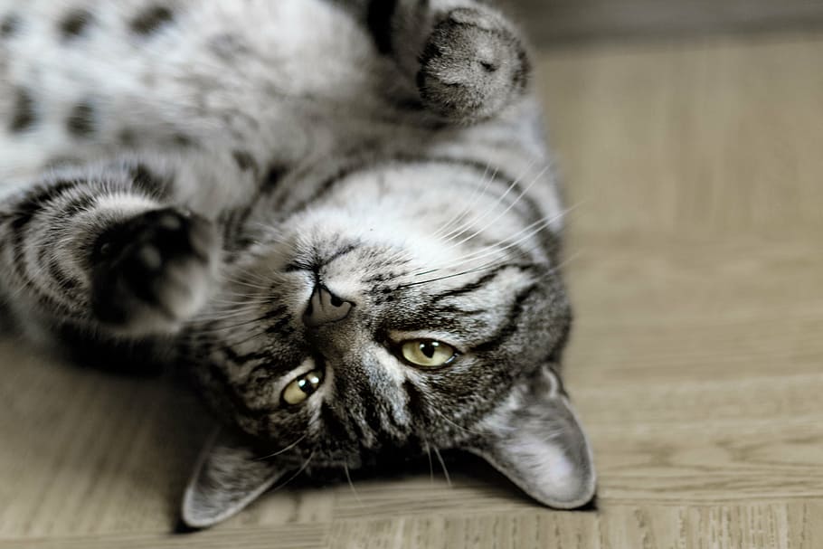 cat, kitten, young cat, pet, animals, domestic Cat, pets, cute HD wallpaper