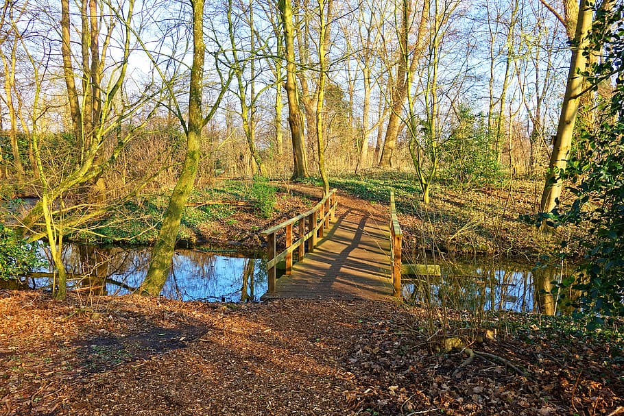brown wooden bridge in the middle of the forest at daytime HD wallpaper