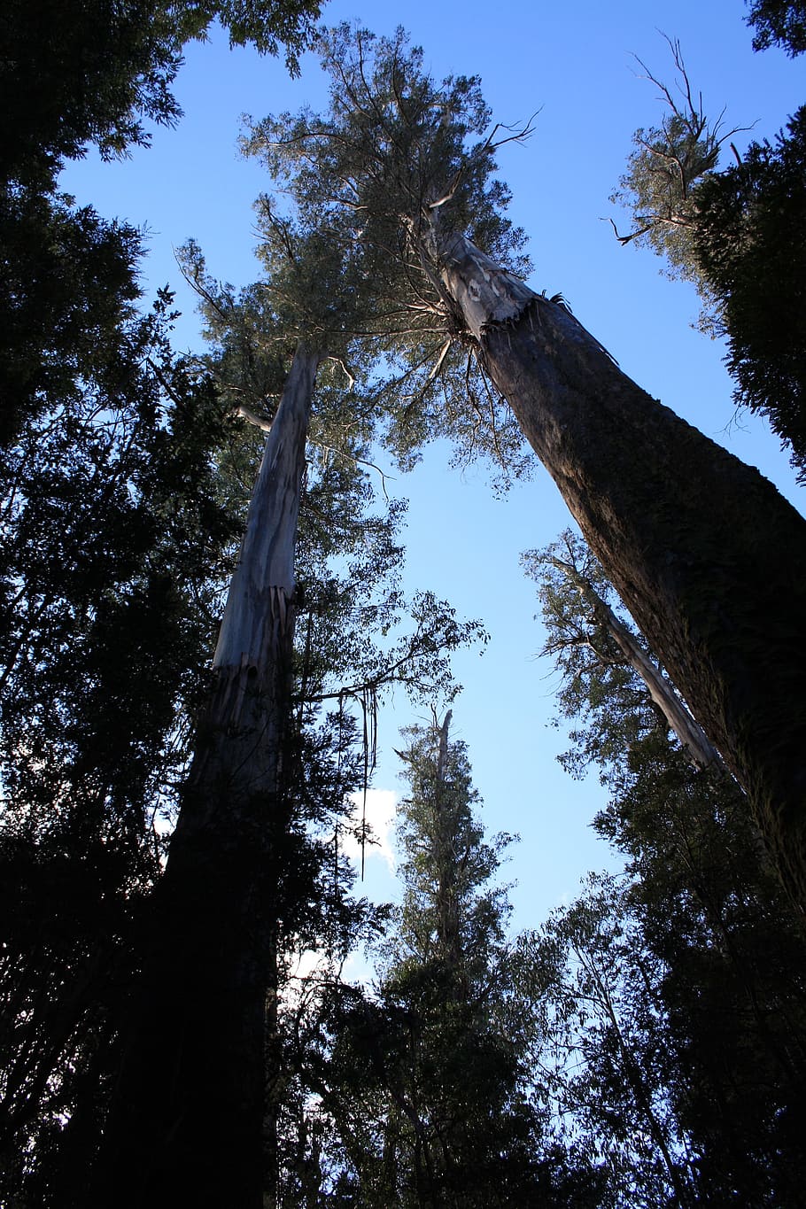 Trees, Tall, Woods, Looking Up, above, view, forest, flora HD wallpaper