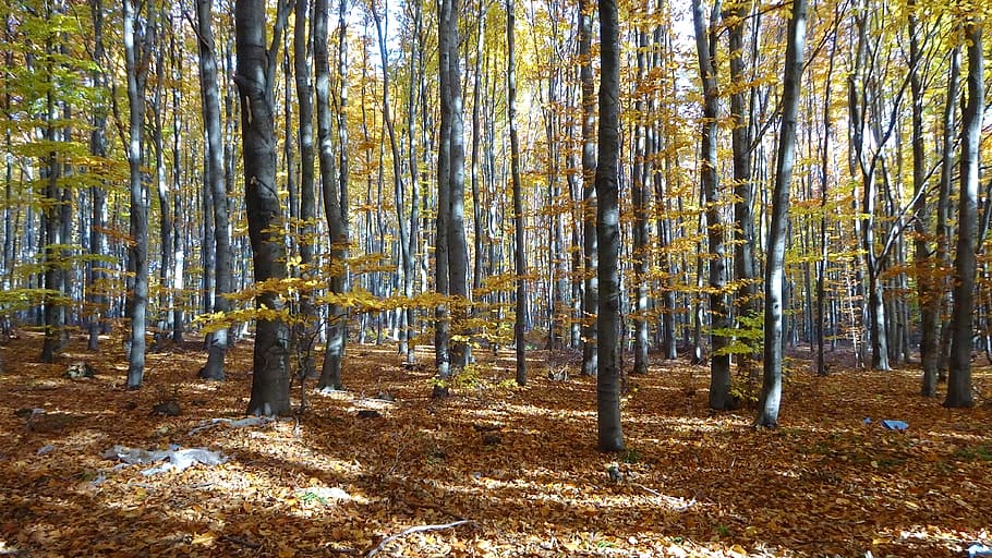 forest, tree, nature, autumn, foliage, drop color, land, plant HD wallpaper
