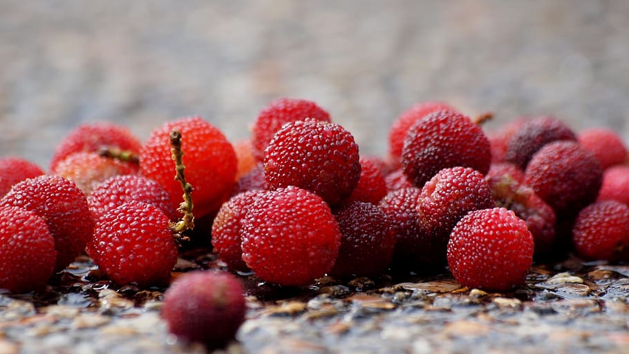 red berries lot, berry, bayberry, healthy, fruit, sweet, fresh, HD wallpaper