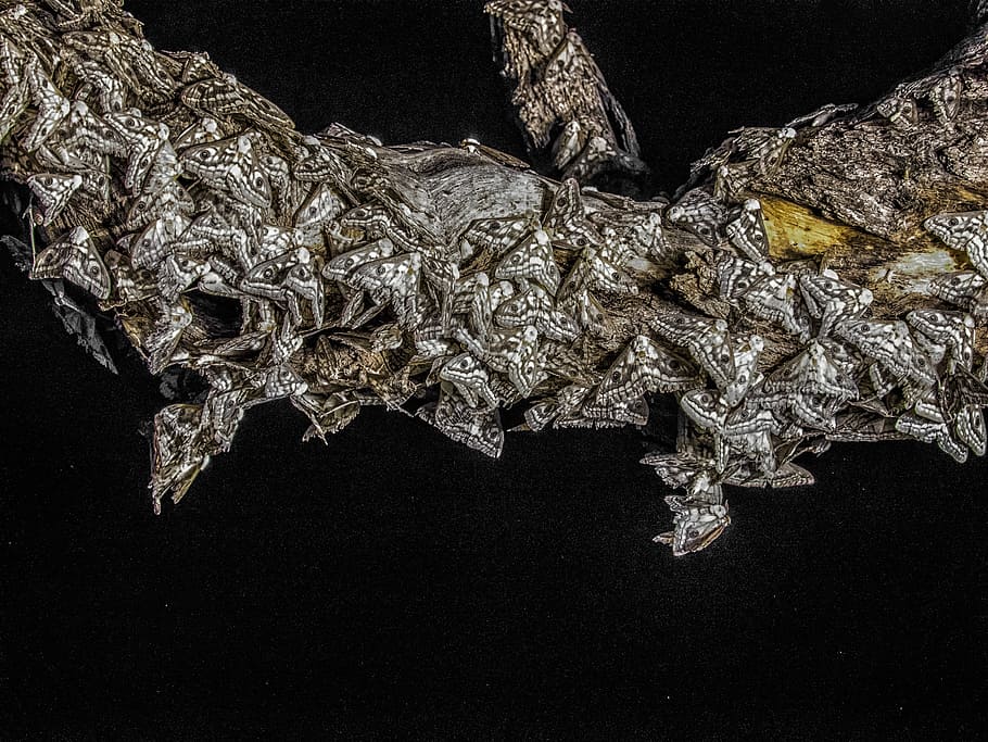 Moth, Swarm, Night, Namibia, no people, close-up, alligator HD wallpaper
