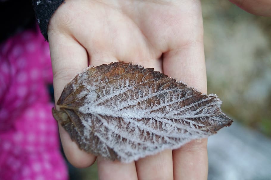 sheet, autumn, icing, rime, nature, autumn leaves, withering HD wallpaper