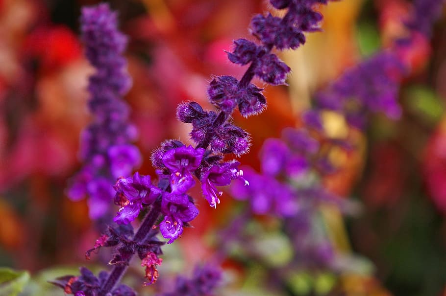 flowering basil, herbs, spice, plant, green, frisch, healthy HD wallpaper