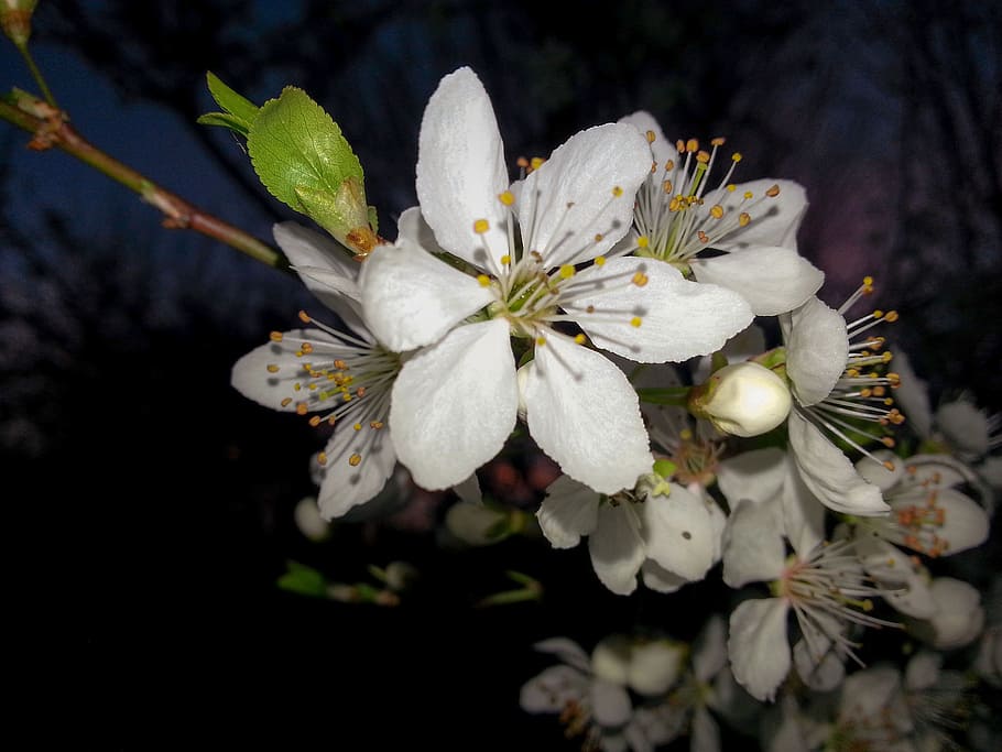 branch, apple blossom, white, apple tree, flowers, spring, flowering plant HD wallpaper
