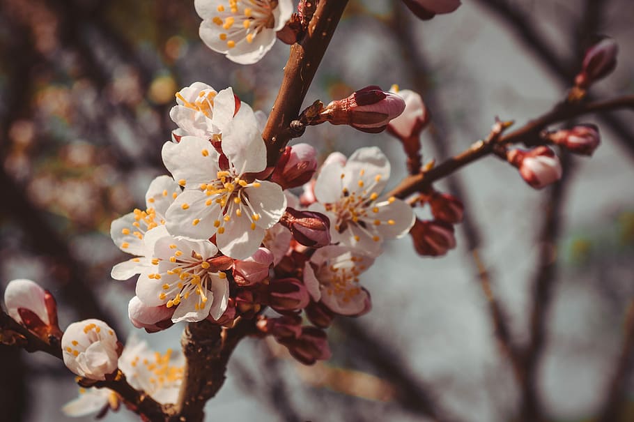 flower, tree, spring, flowering branch, flowering tree, sakura HD wallpaper