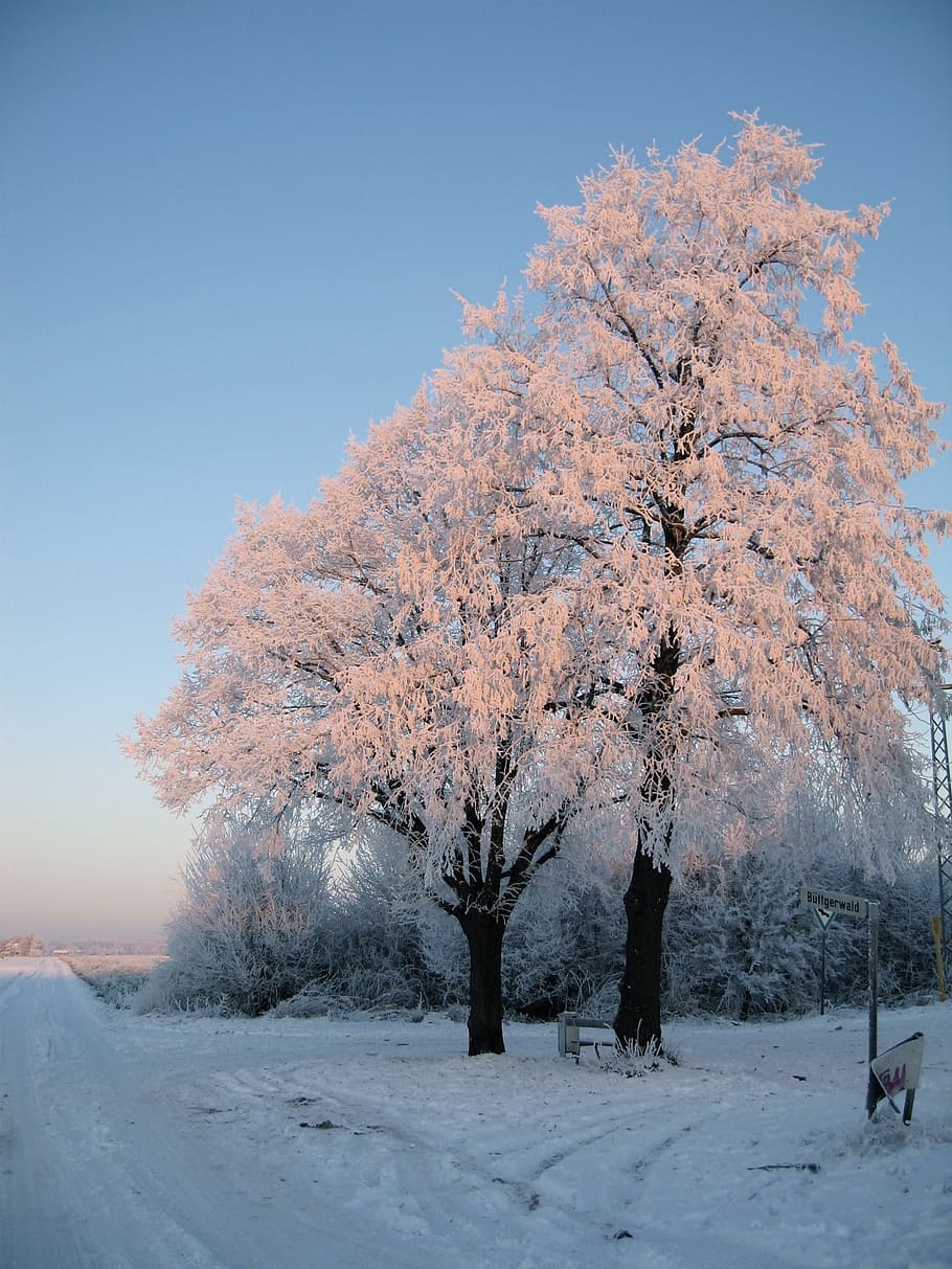 Trees, Snow, Wintry, winter, cold temperature, nature, scenics HD wallpaper