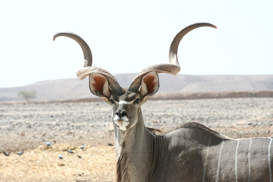 grey animal, kudu antelope, mammal, wildlife, nature, horns, savannah
