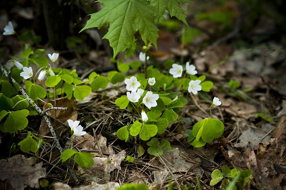 Forestry, Clover, Forest, Green, forestry clover, spring, plants HD wallpaper