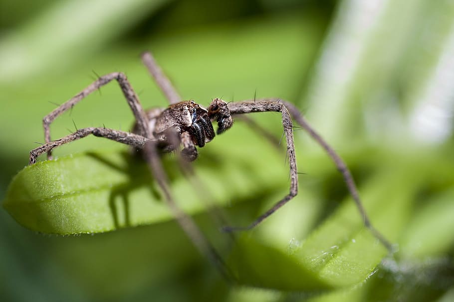 spider, macro, feet, eye, insect, nature, animal, close-up HD wallpaper