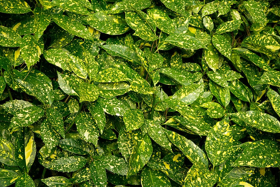 plants, aucuba, hedge, green color, food and drink, backgrounds HD wallpaper