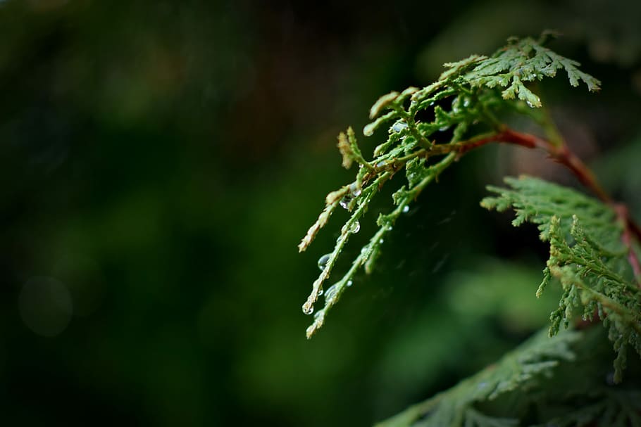 leaf, nature, outdoors, flora, tree, rain, dew, plant, close-up HD wallpaper