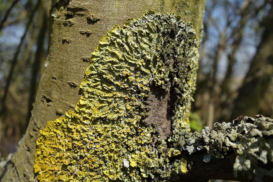 lichen, moss, tree trunk, nature, green, yellow, plant, focus on foreground HD wallpaper